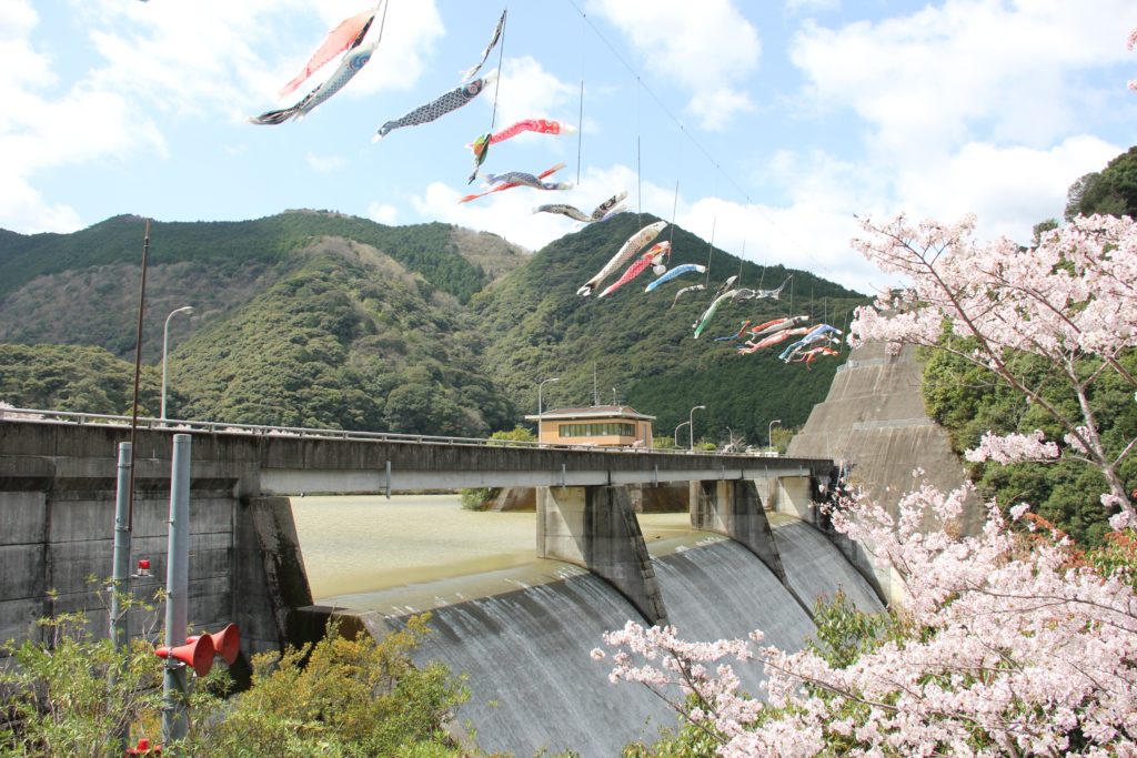 島ノ瀬ダムの桜